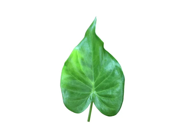 Isolated Alocasia Cuprea Leaf Clipping Paths — Stock Photo, Image