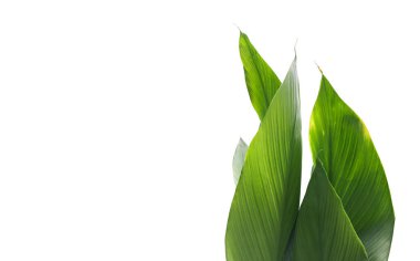 Kesme yolları olan izole edilmiş zerdeçal yaprağı.