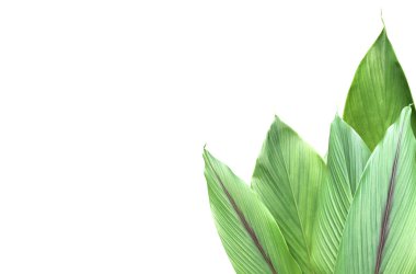 Kesme yolları olan izole edilmiş zerdeçal yaprağı.