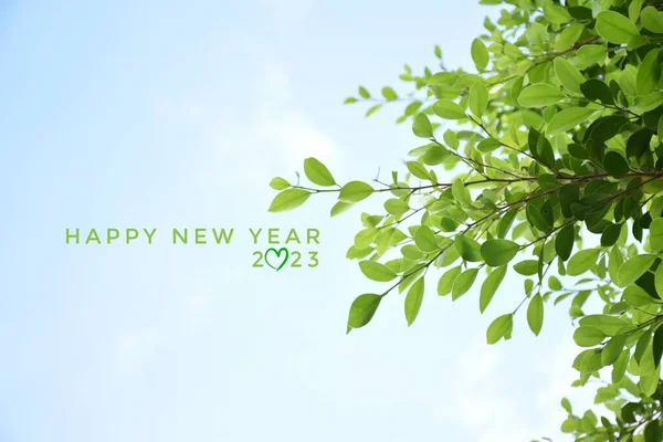\'HAPPY NEW YEAR 2023\' in green color with ficus branches and leaves background, concept for greeting invitation card and happy new year 2023, happy life.