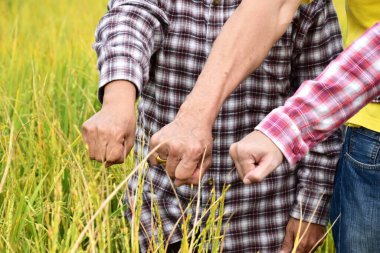 Üç Asyalı çiftçi ayakta duruyor, pirinç yetiştirme ve pirinç tarlasının ortasında yapılan diğer anlaşmaların başarıyla tamamlanmasına sevinmek için yumruklarını gösteriyorlar..