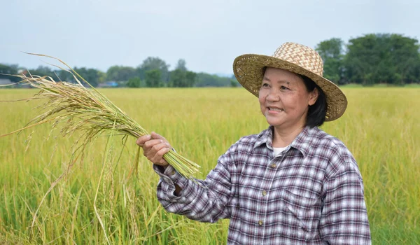 Portret Van Een Oudere Aziatische Vrouw Die Het Gele Rijstveld — Stockfoto