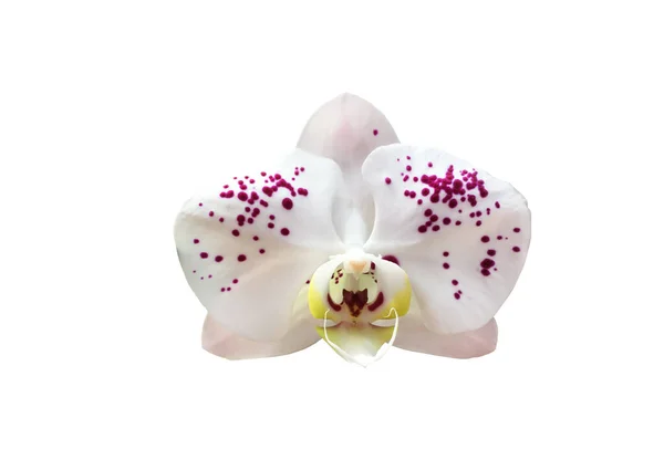 Geïsoleerde Phalaenopsis Orchidee Bloem Met Clipping Paden — Stockfoto
