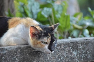 Siyam kedisi ya da Tayland kedisi ağacın altında oturur ve yatar, yumuşak ve seçici bir odak.