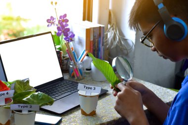 Young asian boy sits infront of glass windows and holds leaf and magnifying glass to look cafefully during doing school project work, type of plants at home, soft and selective focus.