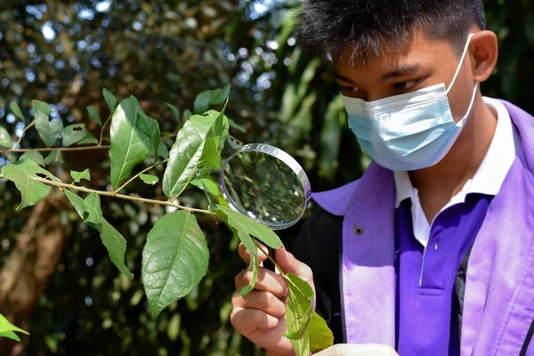 young asian boy weas mask and holds magnifying glass to look red ants on nets cafefully to collect and store insects information while doing school project work.