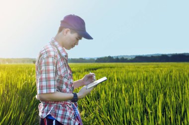 Sideview of young asian teen boy wears plaid shirt and hat, holding tablet, standing to survey rice growing information in the middle of rice paddy field to do his school plant growing project work.