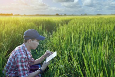Sideview of young asian teen boy wears plaid shirt and hat, holding tablet, standing to survey rice growing information in the middle of rice paddy field to do his school plant growing project work.