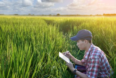 Sideview of young asian teen boy wears plaid shirt and hat, holding tablet, standing to survey rice growing information in the middle of rice paddy field to do his school plant growing project work.