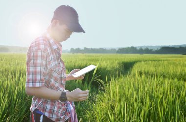 Sideview of young asian teen boy wears plaid shirt and hat, holding tablet, standing to survey rice growing information in the middle of rice paddy field to do his school plant growing project work.