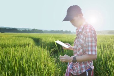 Sideview of young asian teen boy wears plaid shirt and hat, holding tablet, standing to survey rice growing information in the middle of rice paddy field to do his school plant growing project work.