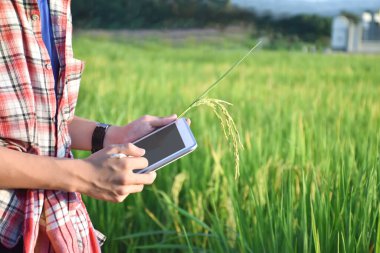 Sideview of young asian teen boy wears plaid shirt and hat, holding tablet, standing to survey rice growing information in the middle of rice paddy field to do his school plant growing project work.