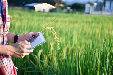 Sideview of young asian teen boy wears plaid shirt and hat, holding tablet, standing to survey rice growing information in the middle of rice paddy field to do his school plant growing project work.