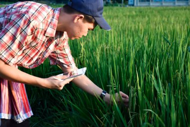 Sideview of young asian teen boy wears plaid shirt and hat, holding tablet, standing to survey rice growing information in the middle of rice paddy field to do his school plant growing project work.