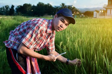 Sideview of young asian teen boy wears plaid shirt and hat, holding tablet, standing to survey rice growing information in the middle of rice paddy field to do his school plant growing project work.