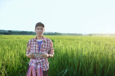 Sideview of young asian teen boy wears plaid shirt and hat, holding tablet, standing to survey rice growing information in the middle of rice paddy field to do his school plant growing project work.