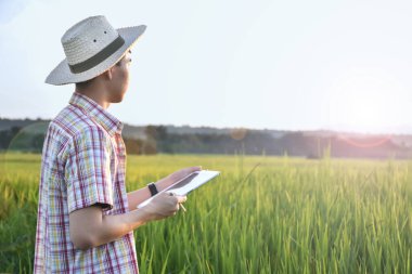 Sideview of young asian teen boy wears plaid shirt and hat, holding tablet, standing to survey rice growing information in the middle of rice paddy field to do his school plant growing project work.