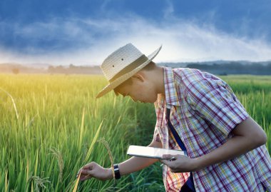 Sideview of young asian teen boy wears plaid shirt and hat, holding tablet, standing to survey rice growing information in the middle of rice paddy field to do his school plant growing project work.