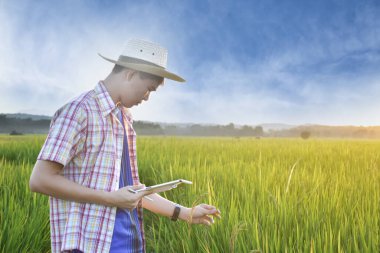 Sideview of young asian teen boy wears plaid shirt and hat, holding tablet, standing to survey rice growing information in the middle of rice paddy field to do his school plant growing project work.