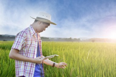 Sideview of young asian teen boy wears plaid shirt and hat, holding tablet, standing to survey rice growing information in the middle of rice paddy field to do his school plant growing project work.