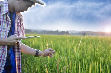 Sideview of young asian teen boy wears plaid shirt and hat, holding tablet, standing to survey rice growing information in the middle of rice paddy field to do his school plant growing project work.
