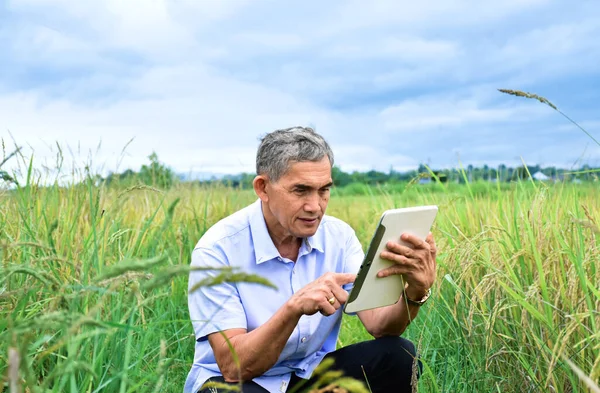 Asian elderly male holds tablet and using it to take photo earrice and storing rice growing in the middle of rice paddy field, soft focus.