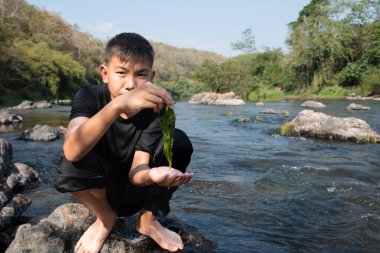 Asian schoolboy holding freshwater algae from diving into the river and pulling it up to study the fertility of the river's nature and including to do freshwater algae in his environment project work.