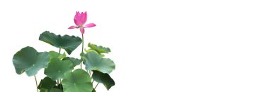 ıssız su nilüferleri veya nilüfer bitkileri, çalı, çiçek ve kırpma yolları ile yapraklar.