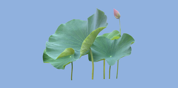 isolated waterlily or lotus plants, bush, flower and leaves with clipping paths.