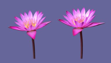 ıssız su nilüferleri veya nilüfer bitkileri, çalı, çiçek ve kırpma yolları ile yapraklar.