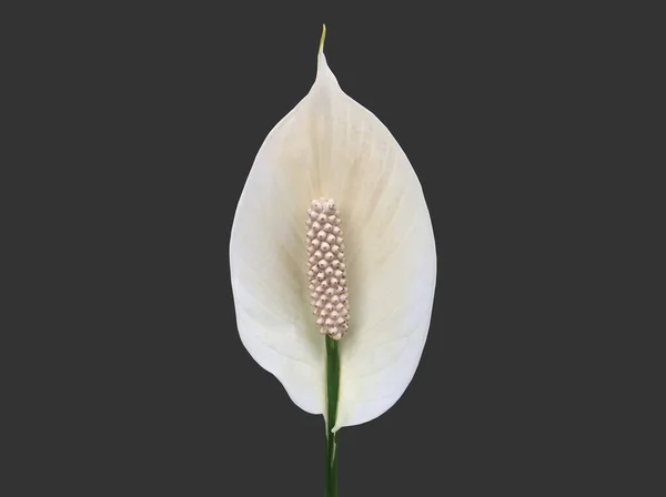 stock image Isolated white aracear flower or peace lily flower with clipping paths.