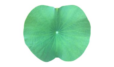 İzole su nilüferleri ya da nilüfer bitkisi, yaprak, kırpma yolları olan çiçek..