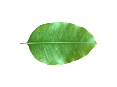 İzole edilmiş yeşil ve taze İspanyol kirazı yaprağı ya da kesme yolları olan kurşun tahtası..