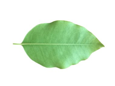 İzole edilmiş yeşil ve taze İspanyol kirazı yaprağı ya da kesme yolları olan kurşun tahtası..