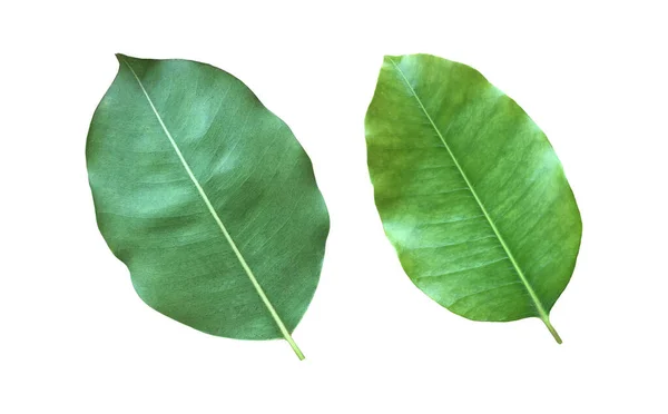 Vereinzeltes Grünes Und Frisches Blatt Aus Spanischem Kirsch Oder Kugelholz — Stockfoto