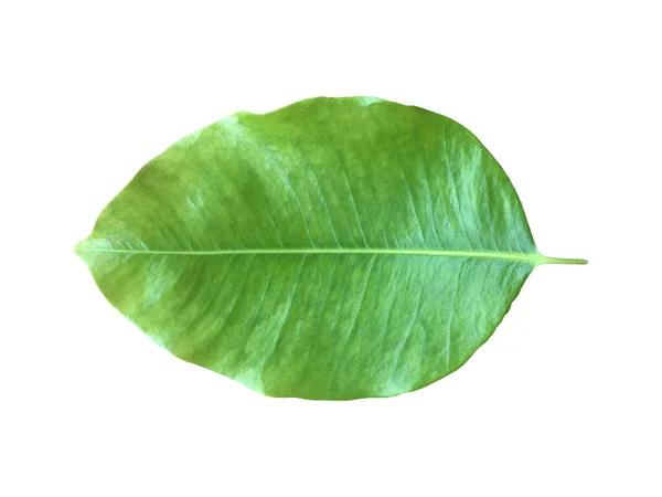 Ізольований Зелений Свіжий Лист Іспанської Вишні Або Кулі Деревини Відсічними — стокове фото