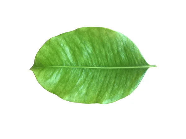 Vereinzeltes Grünes Und Frisches Blatt Aus Spanischem Kirsch Oder Kugelholz — Stockfoto