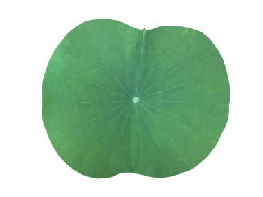 İzole edilmiş taze ve yeşil nilüfer yaprağı ya da kesme yolları olan sulu yaprak.