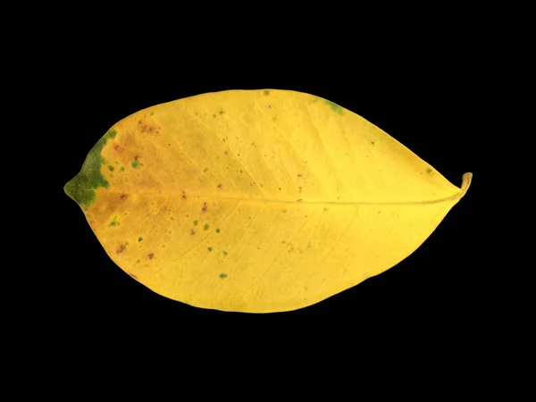 Isolated Old Dried Leaves Ficus Benjamina Clipping Paths — Stock Photo, Image