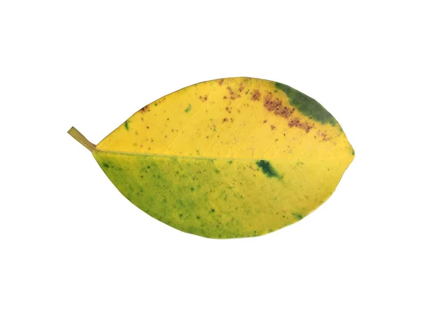 stock image Isolated old and dried leaves of ficus benjamina with clipping paths.