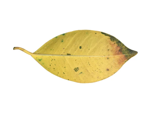 Vereinzelte Alte Und Getrocknete Blätter Von Ficus Benjamina Mit Schneidewegen — Stockfoto