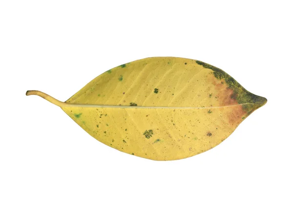 长有剪切面的 孤立的老叶子和干叶子 — 图库照片