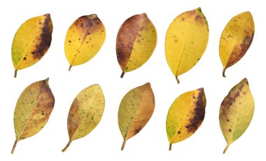 Kesme yolları olan izole edilmiş incir ağacı benjamina yaprağı..