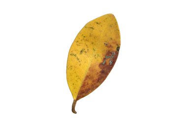 Kırpma yolları olan incir ağacından yaprak ve kuru yapraklar..