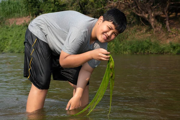 Los Chicos Asiáticos Tienen Algas Agua Dulce Que Crecen Naturalmente — Foto de Stock