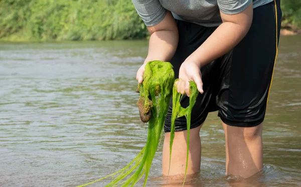 Los Chicos Asiáticos Tienen Algas Agua Dulce Que Crecen Naturalmente — Foto de Stock