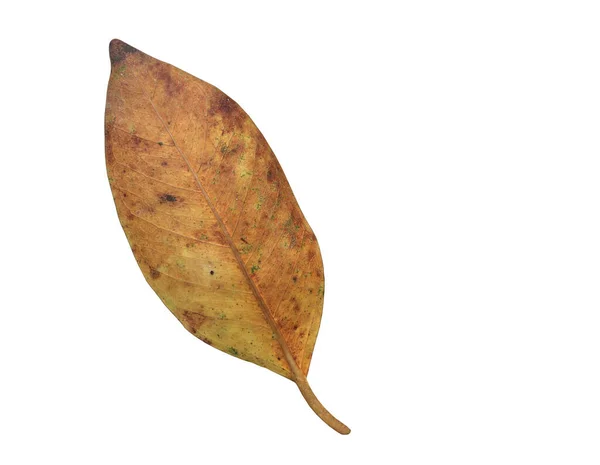 Geïsoleerde Ficus Benjamina Blad Met Clipping Paden — Stockfoto