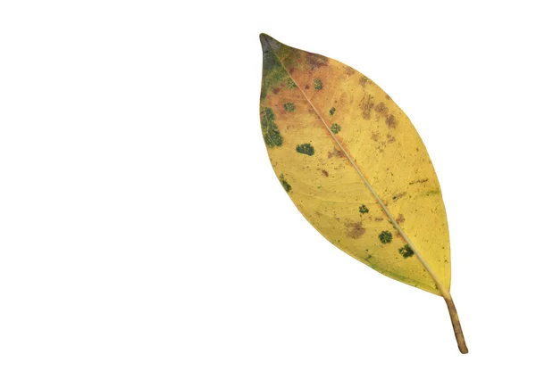 Geïsoleerde Ficus Benjamina Blad Met Clipping Paden — Stockfoto