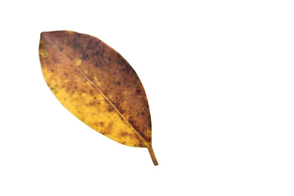 stock image Isolated ficus benjamina leaf with clipping paths.