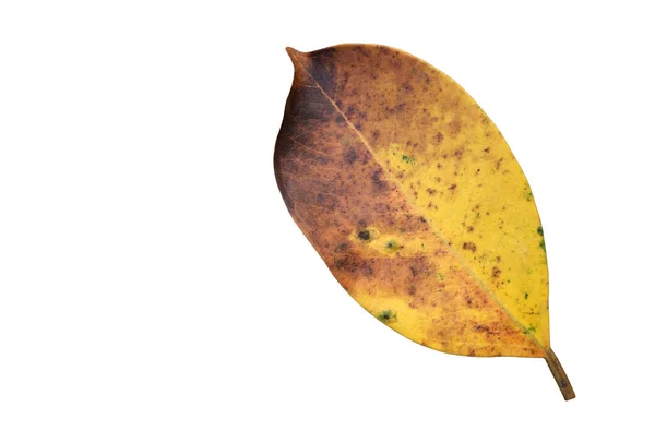 Vereinzelte Alte Und Getrocknete Blätter Von Ficus Benjamina Mit Schneidewegen — Stockfoto
